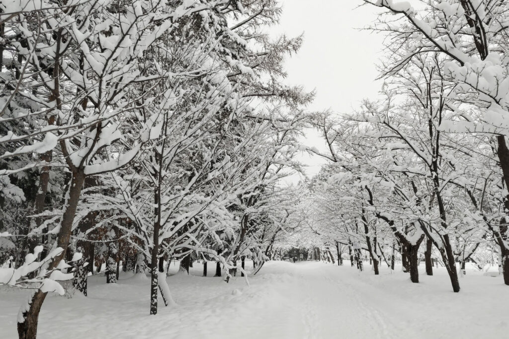 北海道神宮境内、春には桜の通りになる　冬の今は雪で白い道